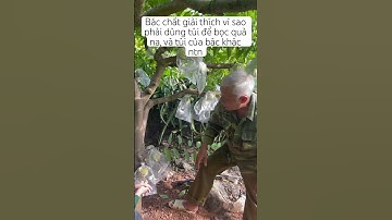 Bác Chất giải thích vì sao phải dùng túi bọc quả na và túi của nhà bác khác ntn