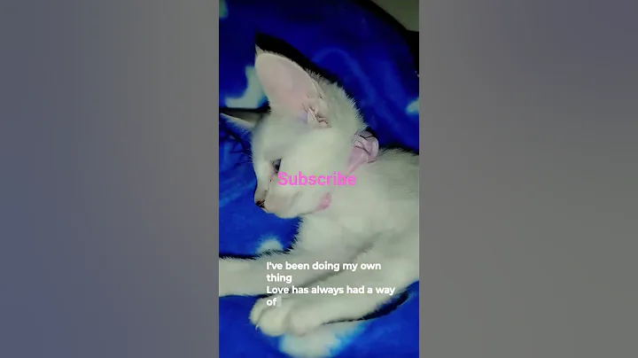 Video 9695141: siamese oriental kittens, siamese oriental cats