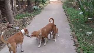 Mother Dog Milk Feeding Her Puppies