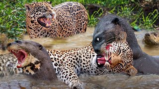 Otter Revenge Savage Janguar For Daring To Attack Teammates - Harsh Survival World