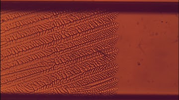 Directional Solidification: Cellular and Dendritic Growth