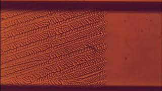 Directional Solidification: Cellular and Dendritic Growth