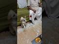 Labrador puppy free adoption from Purulia #purulia #labradorpuppy #labrador #adoptdontshop #dogs