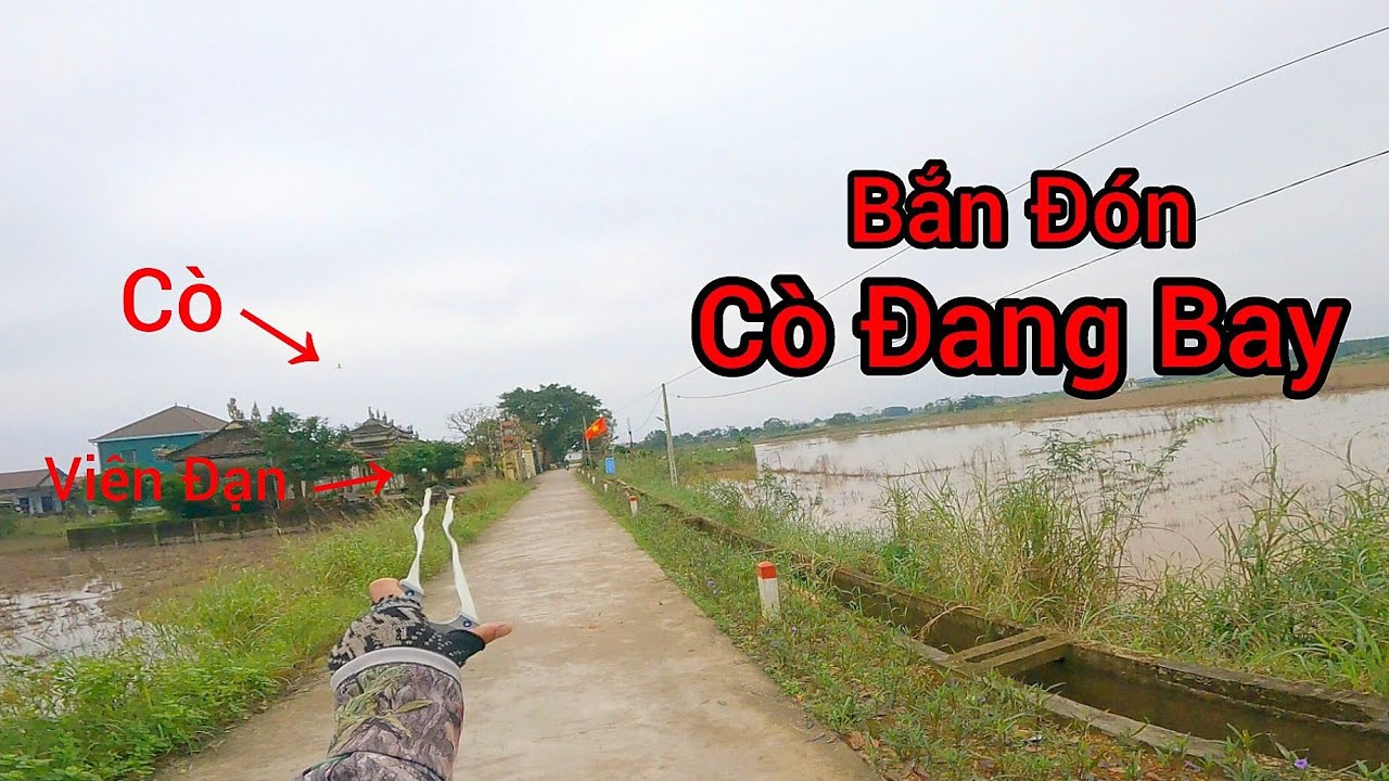 Đi Săn Bằng Ná Cao Su - Săn Cò  Bay Về Làm Cò Hấp Xả - Slingshot Hunting Tập 298
