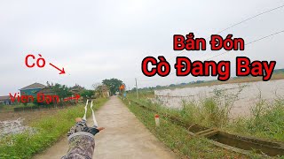 Đi Săn Bằng Ná Cao Su - Săn Cò  Bay Về Làm Cò Hấp Xả - Slingshot Hunting Tập 298