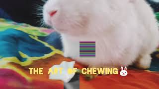 The Art of Chewing| Chewing Skills| Chewing Bunnies| Bunnies in Wonderland