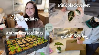 Plant Store Vlog | Shipping Plants From Home | Alocasia Props & Anthurium Seedlings ๐ฑ