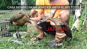 CARA MEMBEDAKAN BELIBIS TOTOL JANTAN & BETINA