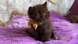 British Longhair Chocolate Kitten