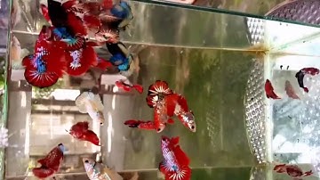 سورة الشرح ...صوت جميل ... ما شاء الله 😍😍😍