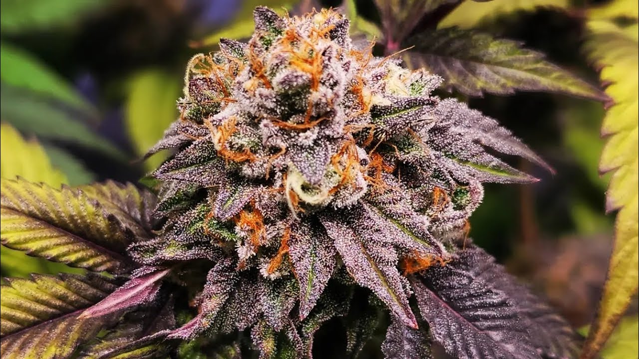 full garden tour for Saturday March 4, 2023