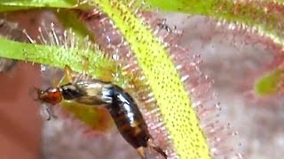 Squirming Earwig Caught On A Sundew Plant