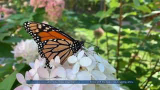 The Power of Pollinators: Guardians of Our Ecosystems
