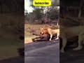 TWO LIONS ATTACKED THE BUFFALO ON THE DRIVE 😱 #shorts #wildlife