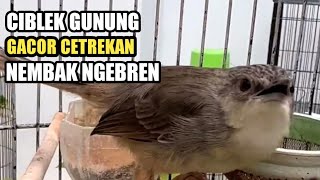 CIBLEK GUNUNG GACOR CETREKAN NEMBAK NGEBREN RAPAT #ciblek #cigun