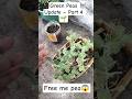 Green Peas Update Part 4 | Abhi Matar Nahi Aayi 😳 | Growth Update 🌱