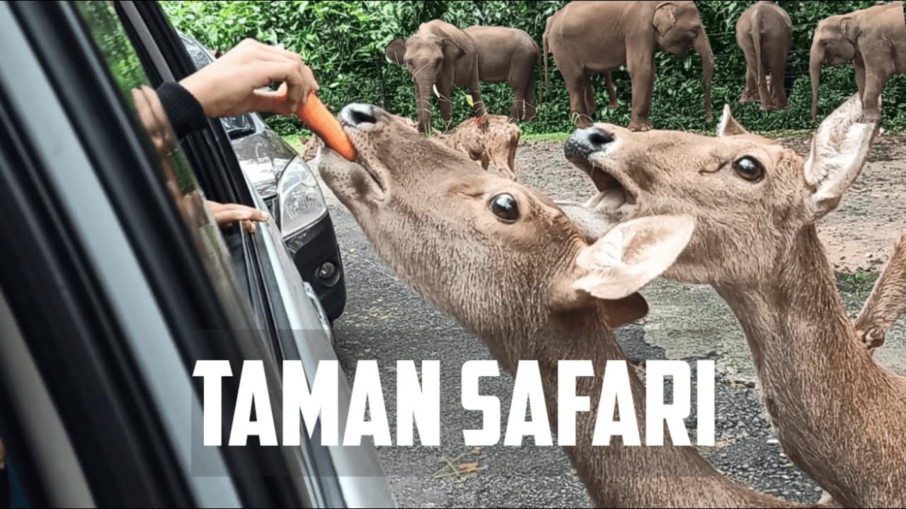 makanan untuk hewan di taman safari