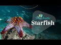 Starfish: The Stars of the Sea