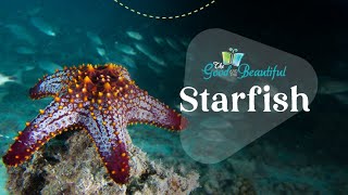 Starfish | Marine Biology | The Good and the Beautiful