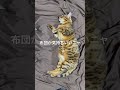 布団が気持ちいいにゃ。至福の時。 #猫 #ねこ #ネコ #動物 #ペット #ねこすたぐらむ #動物ふれあい #ベンガル