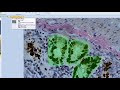 Regions of interest celleste image analysis software