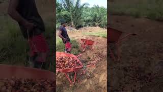 Wanita Tangguh Kutip Brondolan #sawit #wanitatangguh #lokerhariini