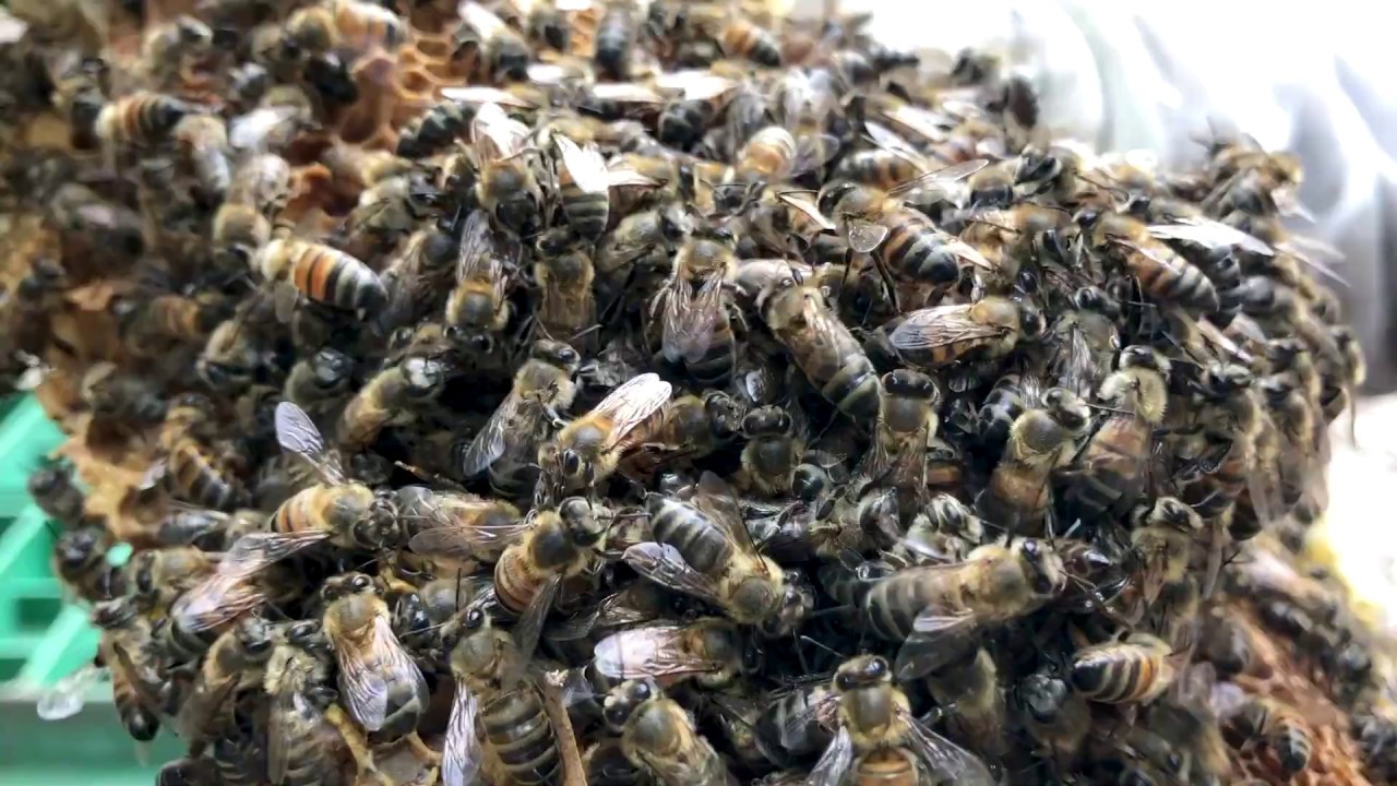 Bees vs. Yellow Jackets- Identify & How to keep safe