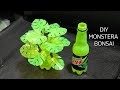 monstera bonsai video tutorial diy plastic bottle craft