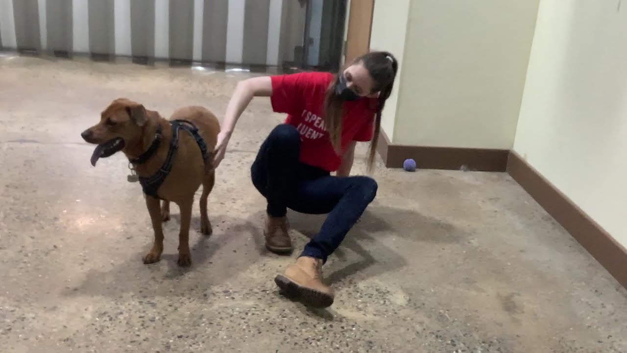 Maria The Dog Trainer & Daisy 6/4/2021