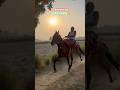 Bendul Ghoda 👑 Owner Badri Neta Jila Panchayat Sadasya #horse #sindhi #indiansindhi #horseshorts