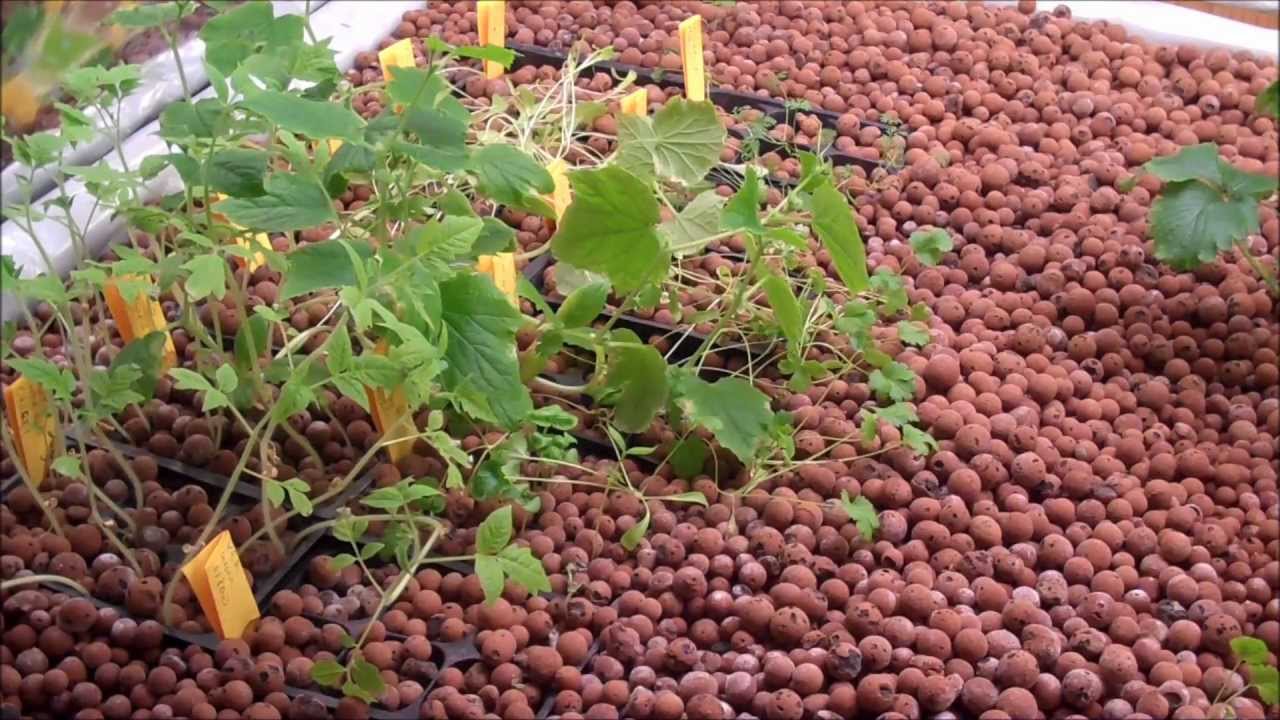 Lifetime Raised Garden Bed Planting L2survive With Thatnub Youtube