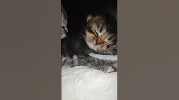 سبحان الله وبحمده سبحان من خلق وأبدع Cat قطط صغيرة 