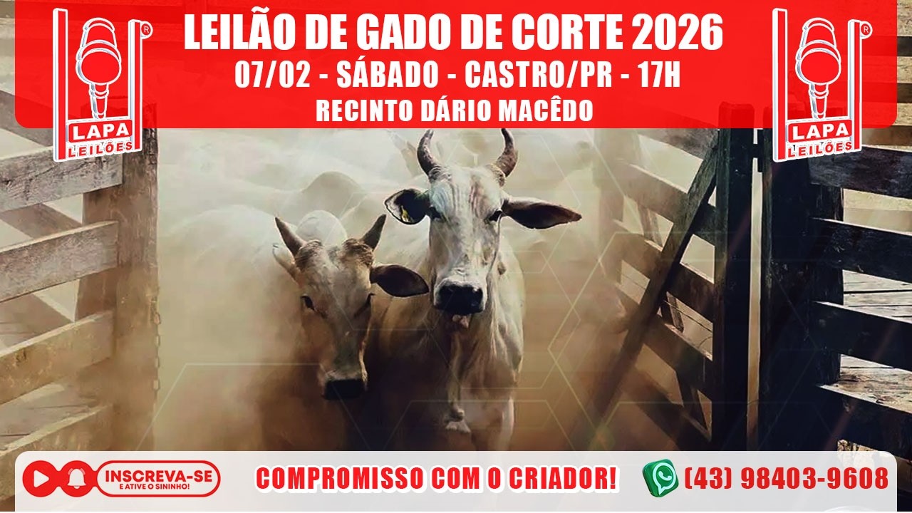LAPA LEILÕES - LEILÃO GADO DE CORTE - SÁBADO - 07/02/2026 - 17h - CASTRO/PR