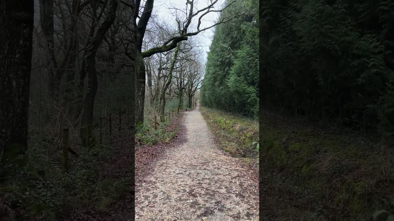 Walking in forest sound effects 