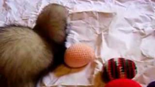 5 ferrets playing with eggs!