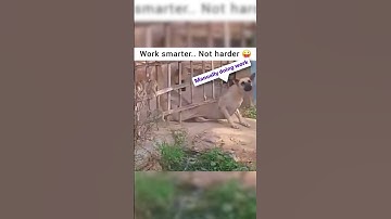 Work Smarter Not Harder #funny #ai