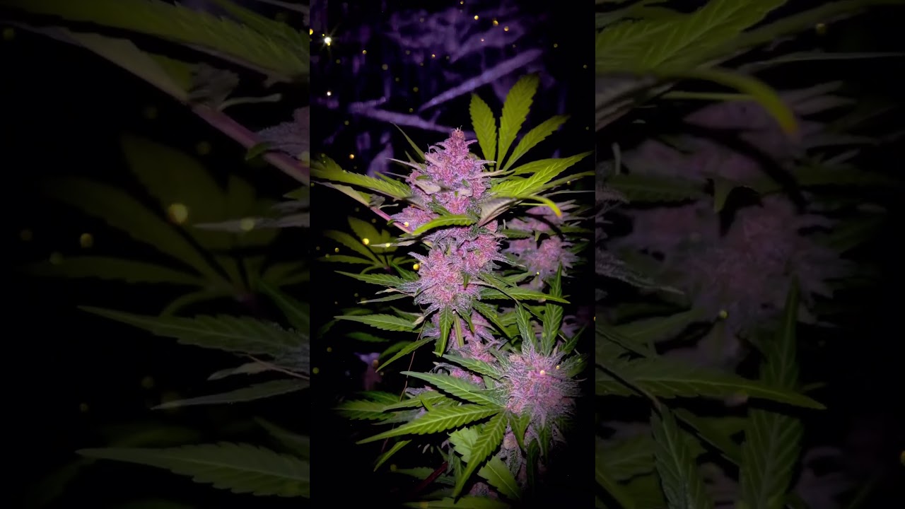 LEMON CHERRY COOKIES AUTO™ New Strains | Fast Buds | Indica by   cover crop king