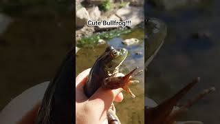 Cute Bullfrog!!! #amphibians #frog #river