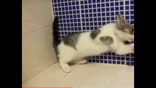 Cat ignores the laws of gravity
