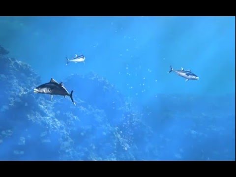 Fish Test Animation - Scanline Rendering with Imagine3D