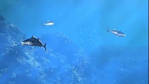 Fish Test Animation - Scanline Rendering with Imagine3D