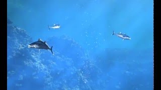 Fish Test Animation - Scanline Rendering with Imagine3D Net Worth