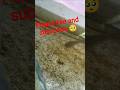 please like and subscribe 🥺#viral #shortvideo #snakeheadfish