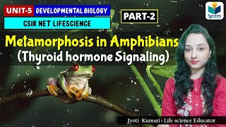Metamorphosis in Amphibians(Part-2) || Thyroid Hormone Signaling | Developmental Biology by TEACHING PATHSHALA 1,821 views 3 weeks ago 27 minutes