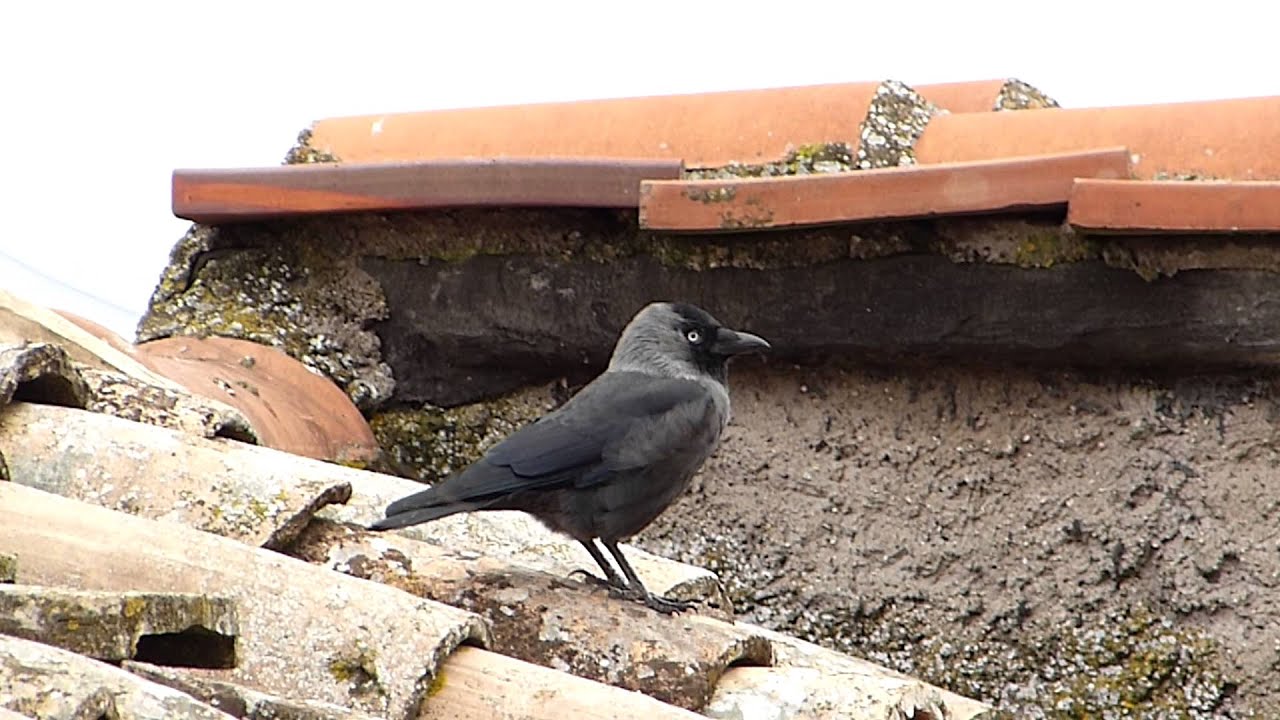 Meravigliosa "Taccola" - Wonderful "Western Jackdaw" 