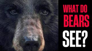 The Science of Bear Vision | Do bears have good eyesight?