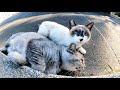 甘えん坊のシャム猫に密着されて窮屈そうにお昼寝するサバトラ猫