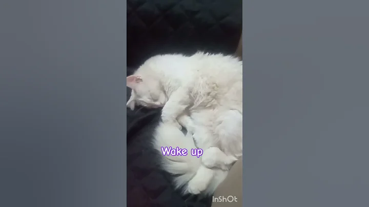 Video 4077181: cats kitten catlover pets, kitten pet catlover animals, kitten catlover pets cute, kitten catlover pets funny, cat pets kitten love, kitten animal catlover beautiful, cuties cat kitten cute, cat cute kitten sleeping