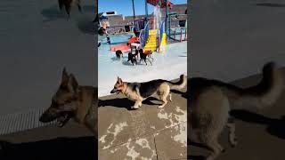 Puppy Plunge 2022, Tyson had a blast!