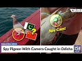 Spy Pigeon With Camera Caught in Odisha | ISH News